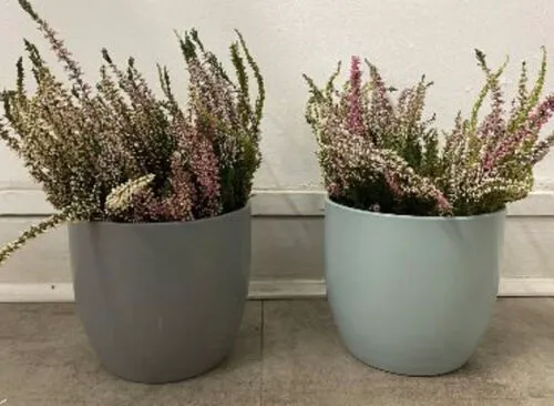 Heather in Pots