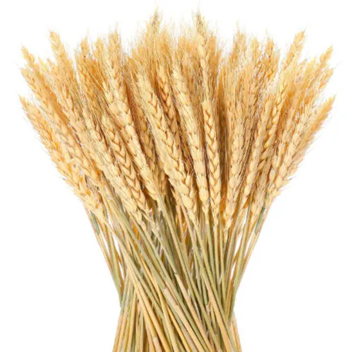 Wheat and Barley Box