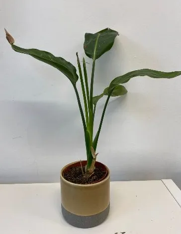 Bird of Paradise in Mustard Pot