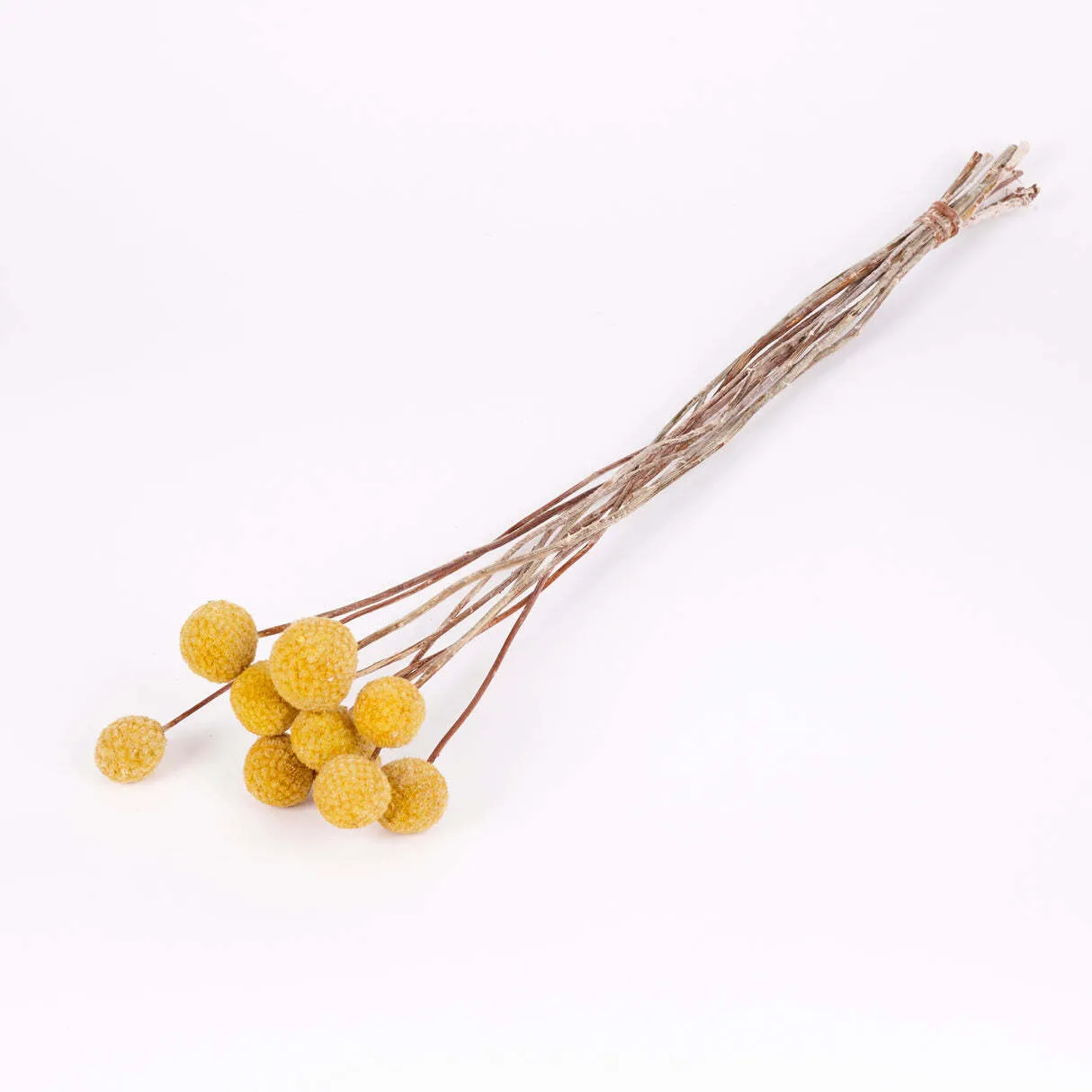 Craspedia xl (billy buttons)