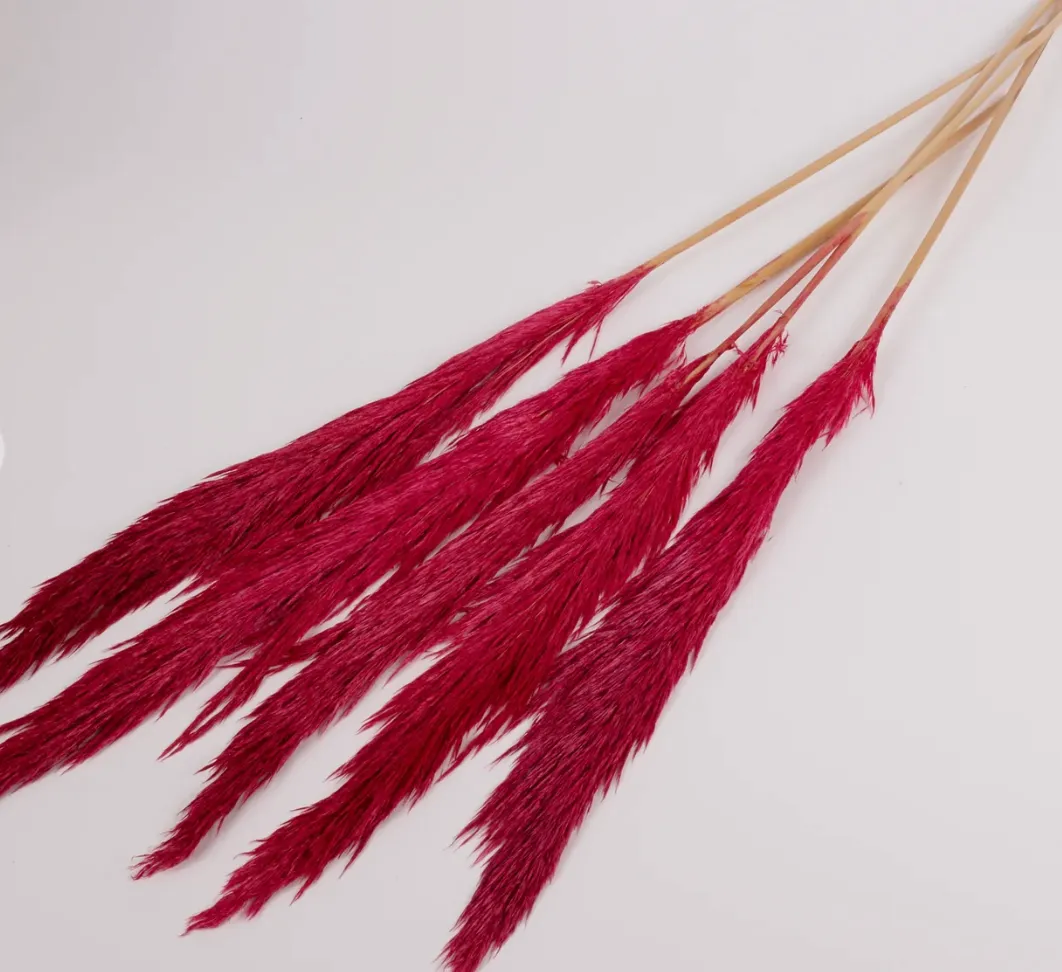 Pampas Grass, Preserved, Dark Pink, Bunch