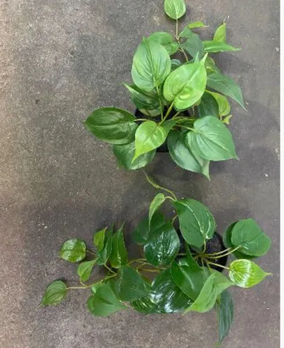 Artificial Devil's Ivy