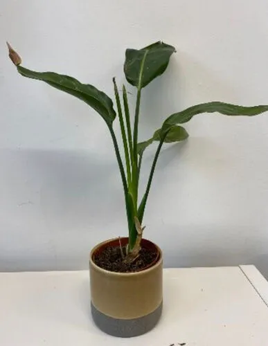 Bird of Paradise in Mustard Pot