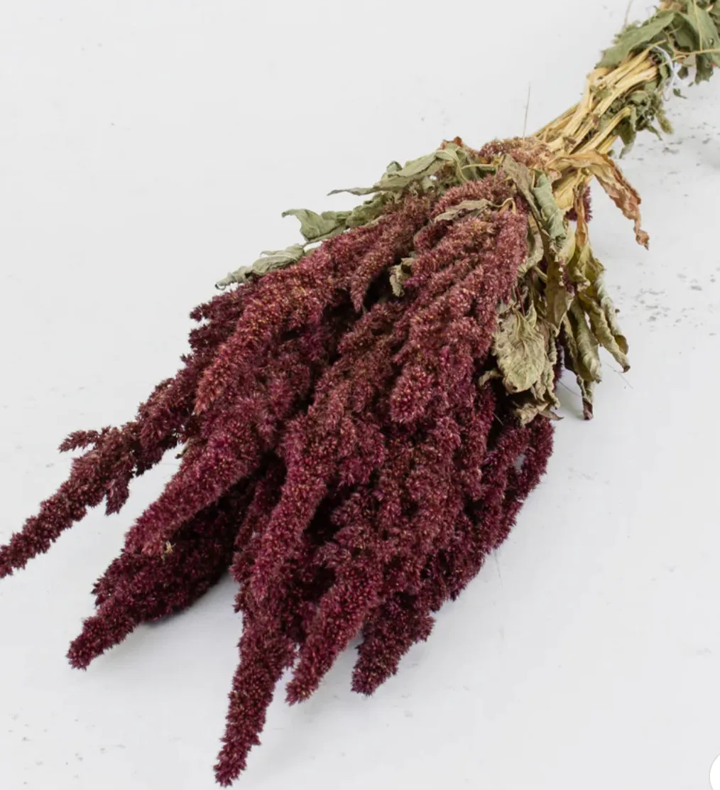 Amaranthus, Dried, Natural Red