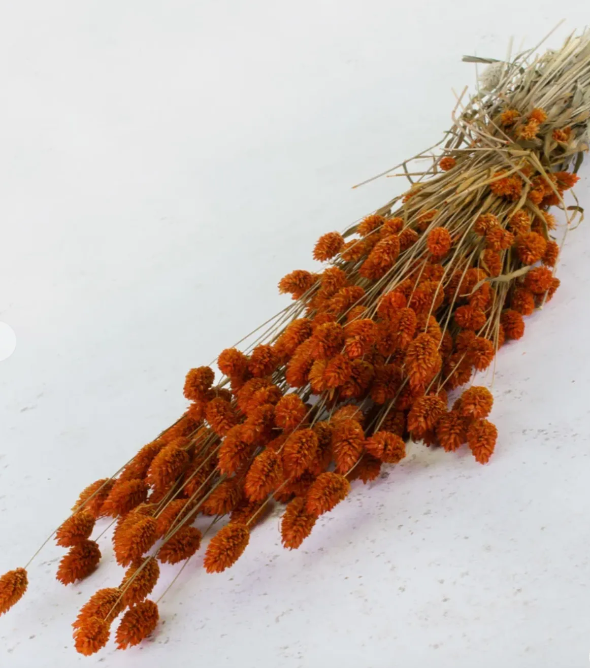 Phalaris (canary grass)