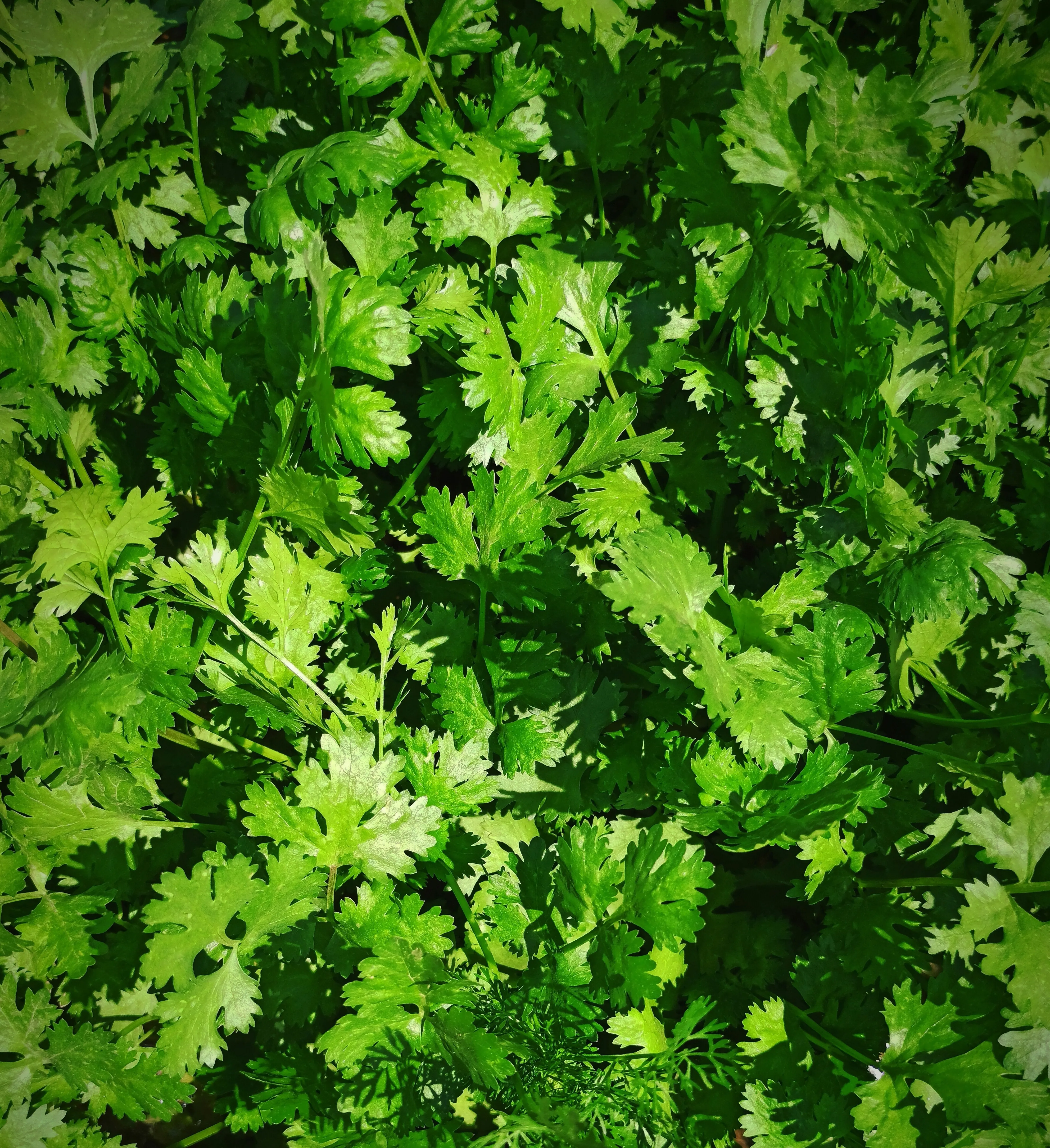Fresh Coriander