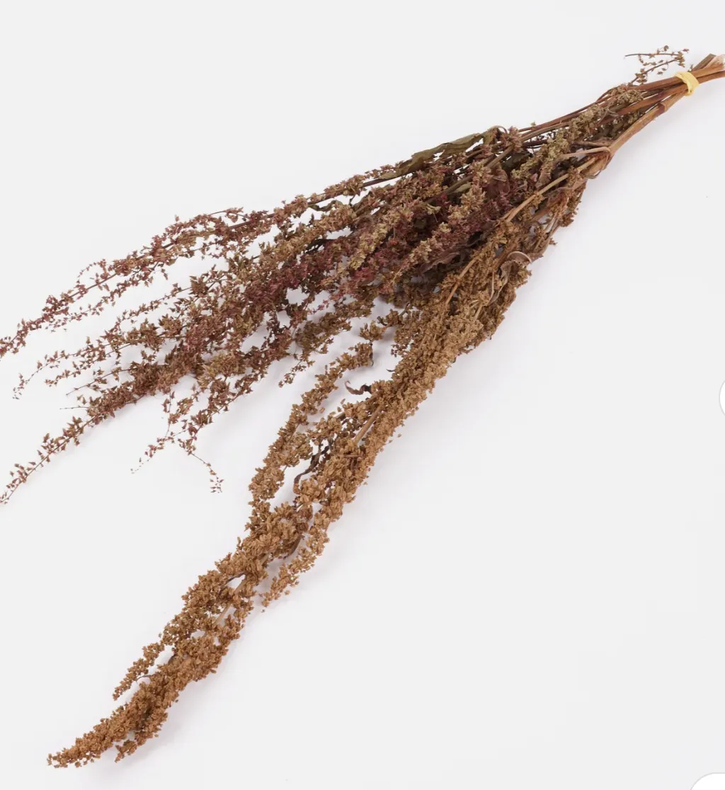 Rumex, Autumnal Green, Bunch