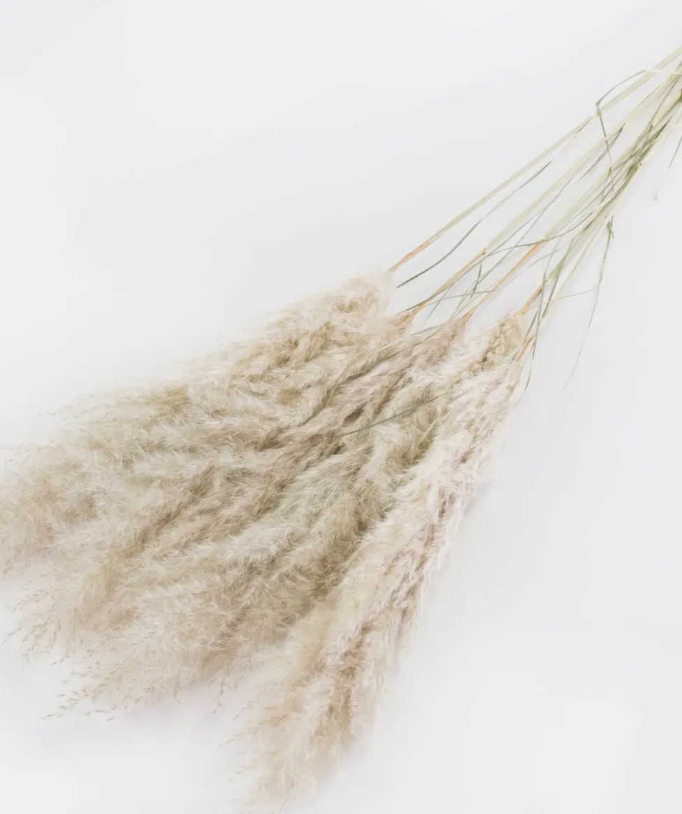 Pampas Grass, 50 Stems, Dried, Natural White
