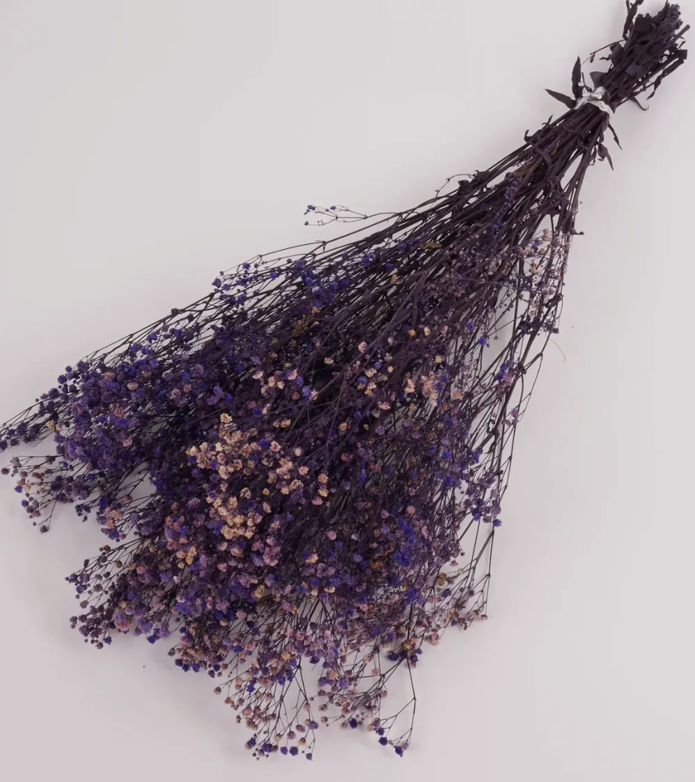 Gypsophila (Verdissimo)