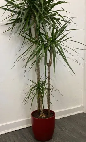 Dragon Tree in Red Pot