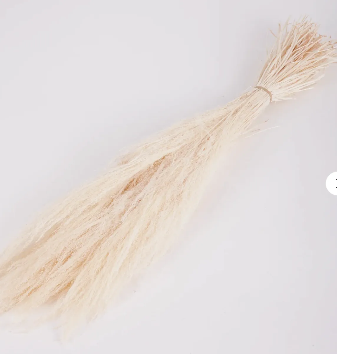 Agrostis Bent Grass