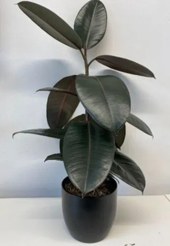 Rubber Fig in Black Pot