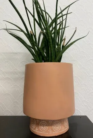 Snake Plant in Terracotta Pot