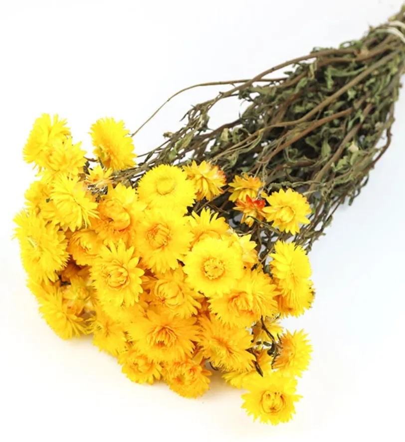 Preserved Yellow Statice Sinuata 