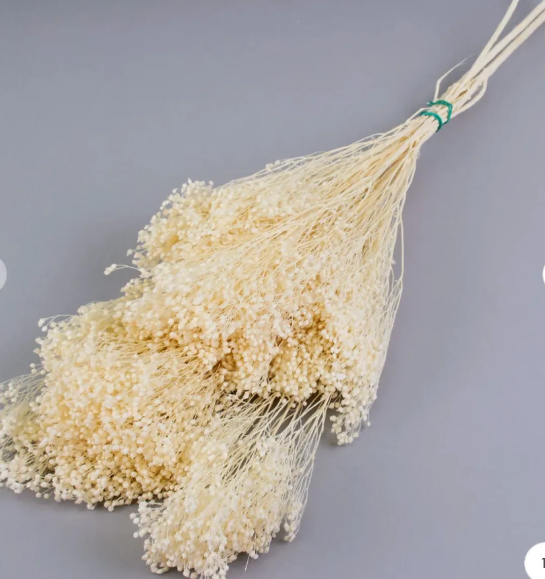 Preserved Broom Bloom Bleach White