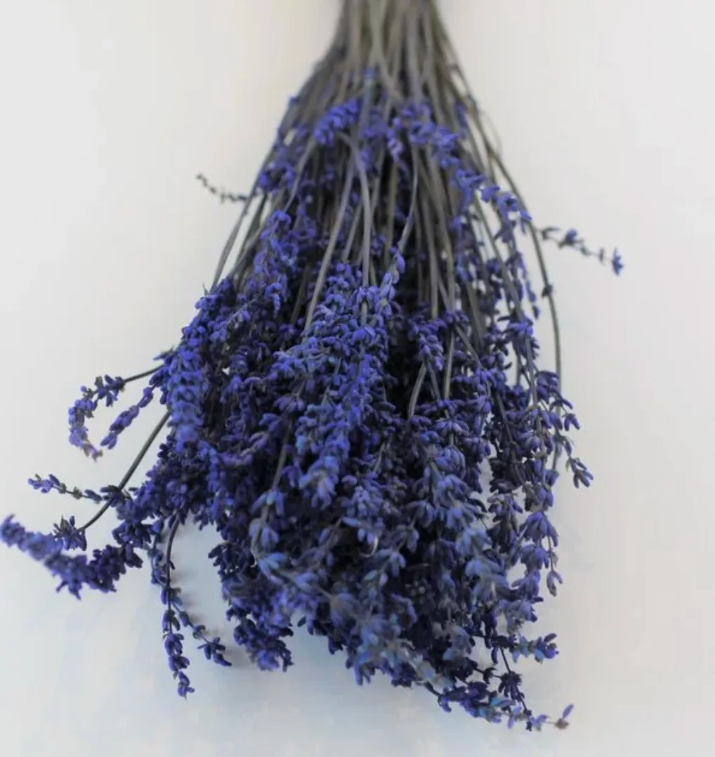 Preserved Diosmi Blue Lavender