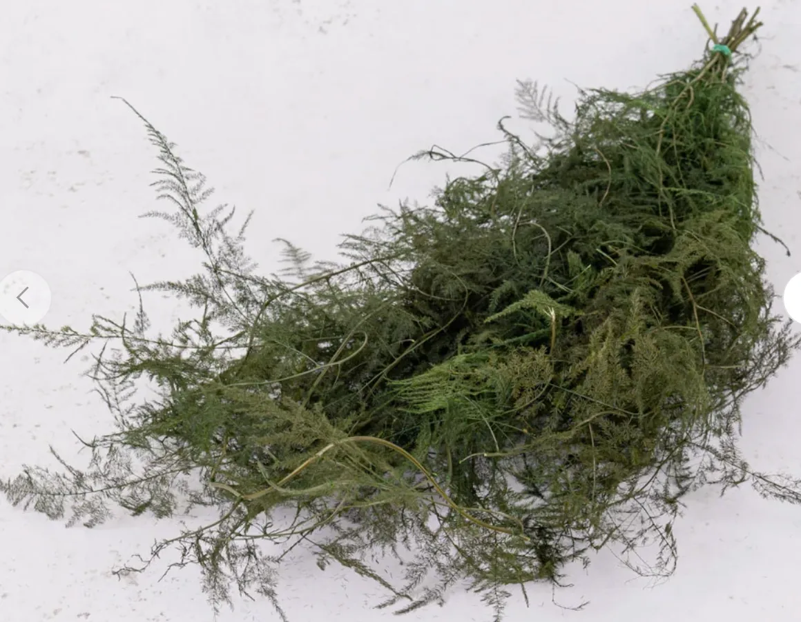 Asparagus Fern, preserved, moss green