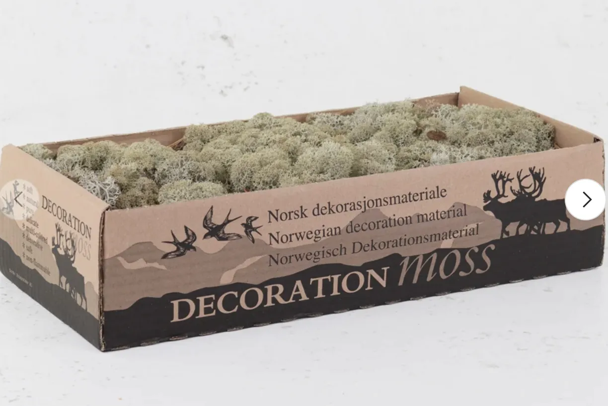 Preserved Reindeer Moss grey