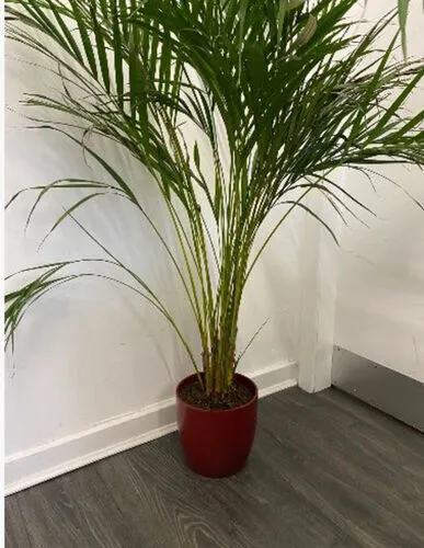 Large Areca Palm in Red Pot