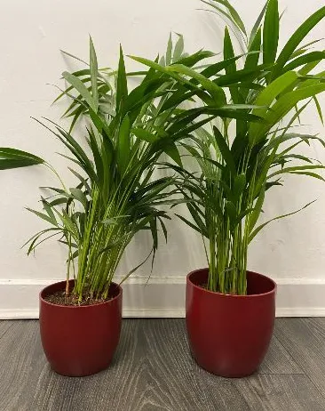 Areca Palm in Red Pot