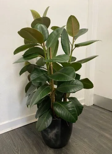 Large Rubber Fig in Black Pot