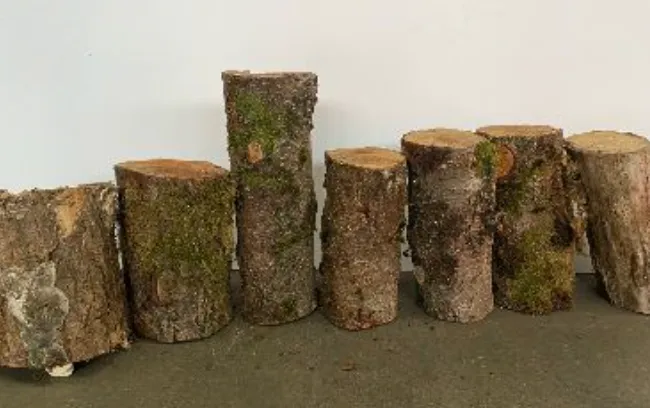 Wooden Stumps with Moss