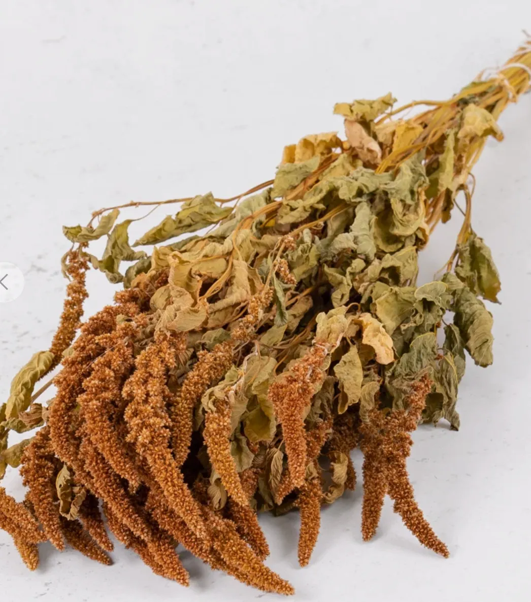 Amaranthus Caudatus, Dried, Orange