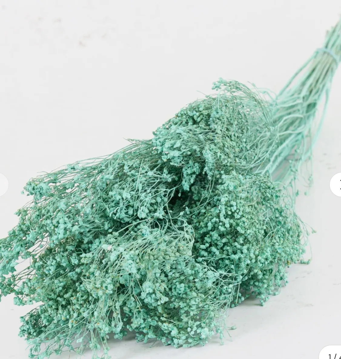 Broom Bloom, Dried, Blue Aqua 