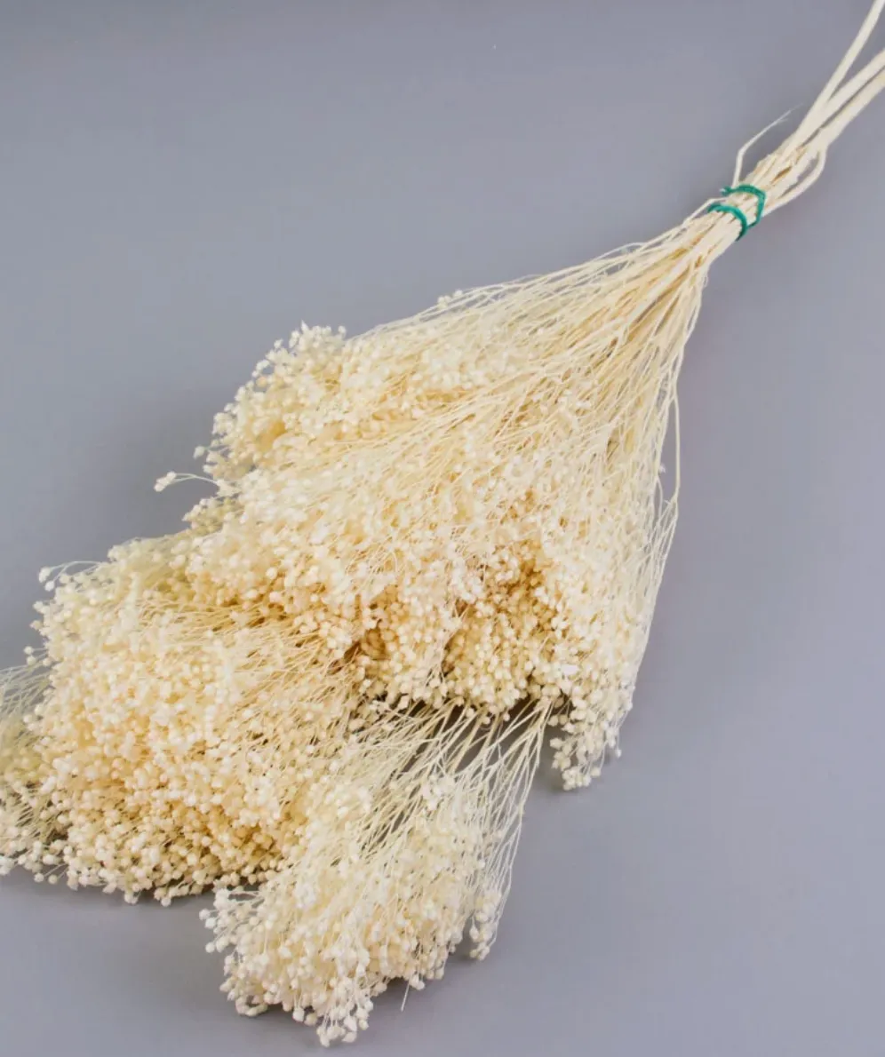 Broom Bloom, Dried, Bleached White