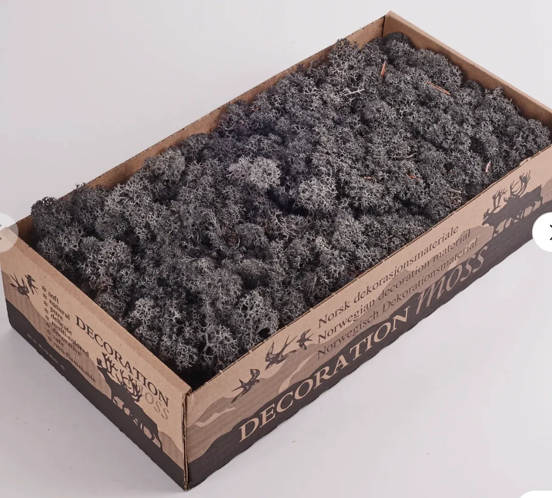 Preserved Reindeer Moss Anthracite