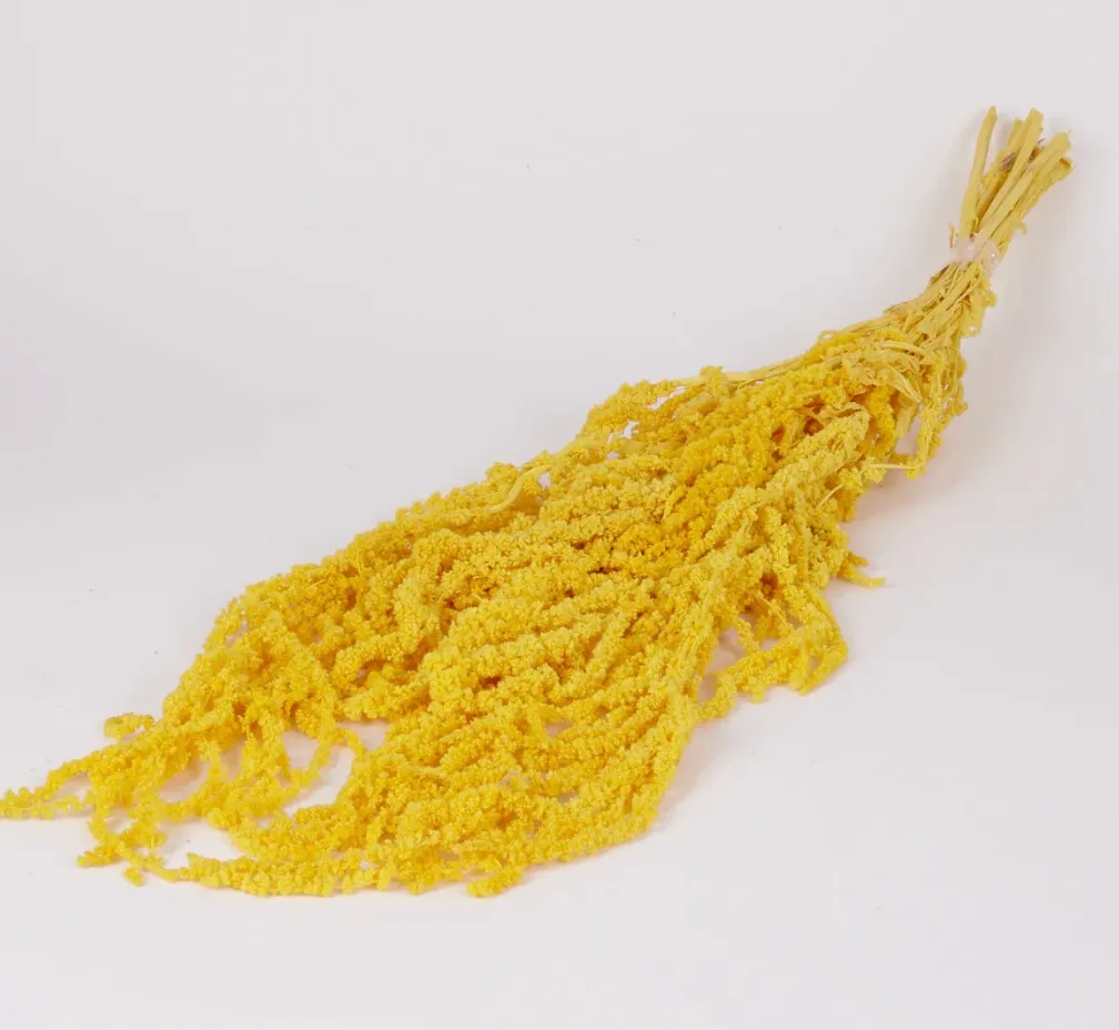 Amaranthus Trailing, yellow, Preserved, 150g Bunch