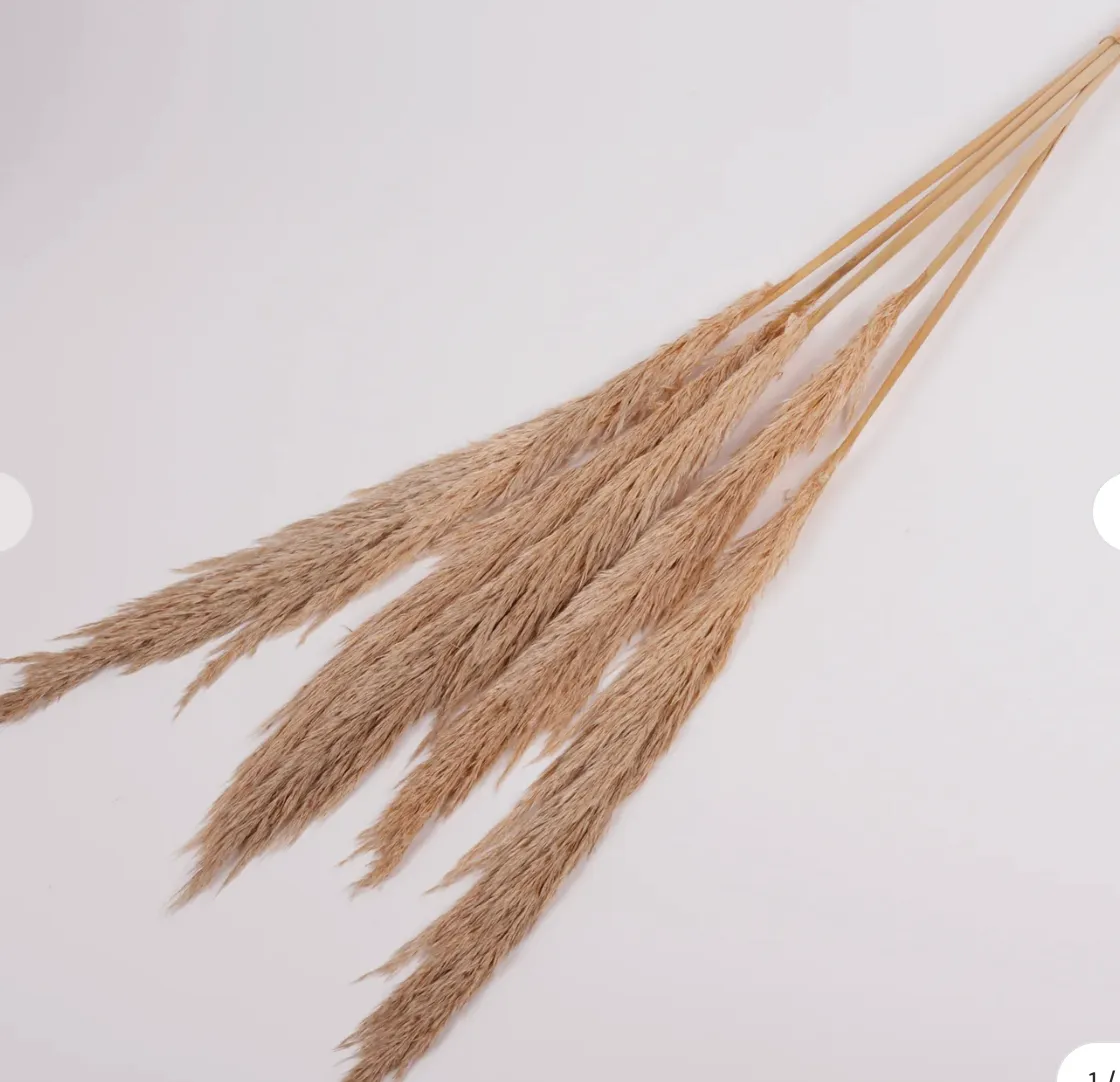 Pampas Grass, Preserved, Toasted, Bunch