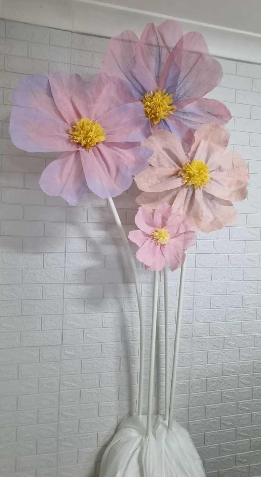 S1970 Kosmos flowers 