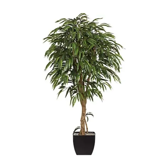 Ficus 1.50m