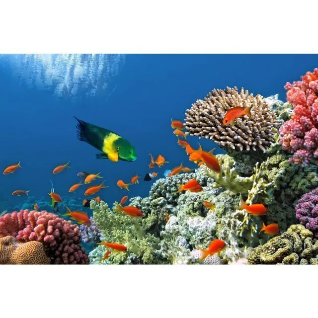 Aquarium - Visual Fish 3x2m