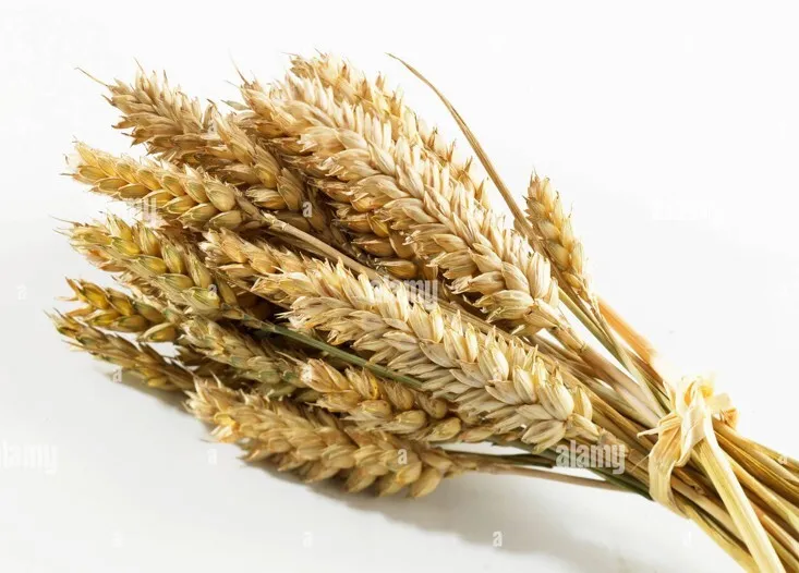 Wheat box