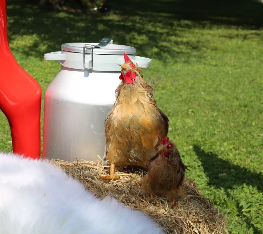 Brown Hen