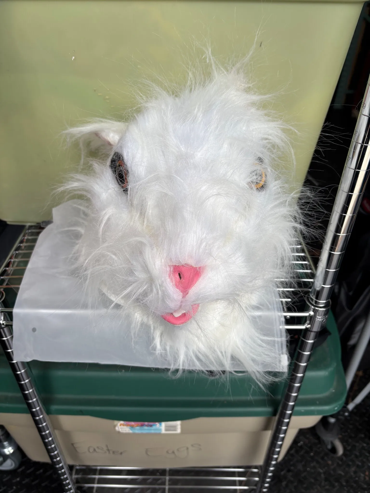 White Mouse Head
