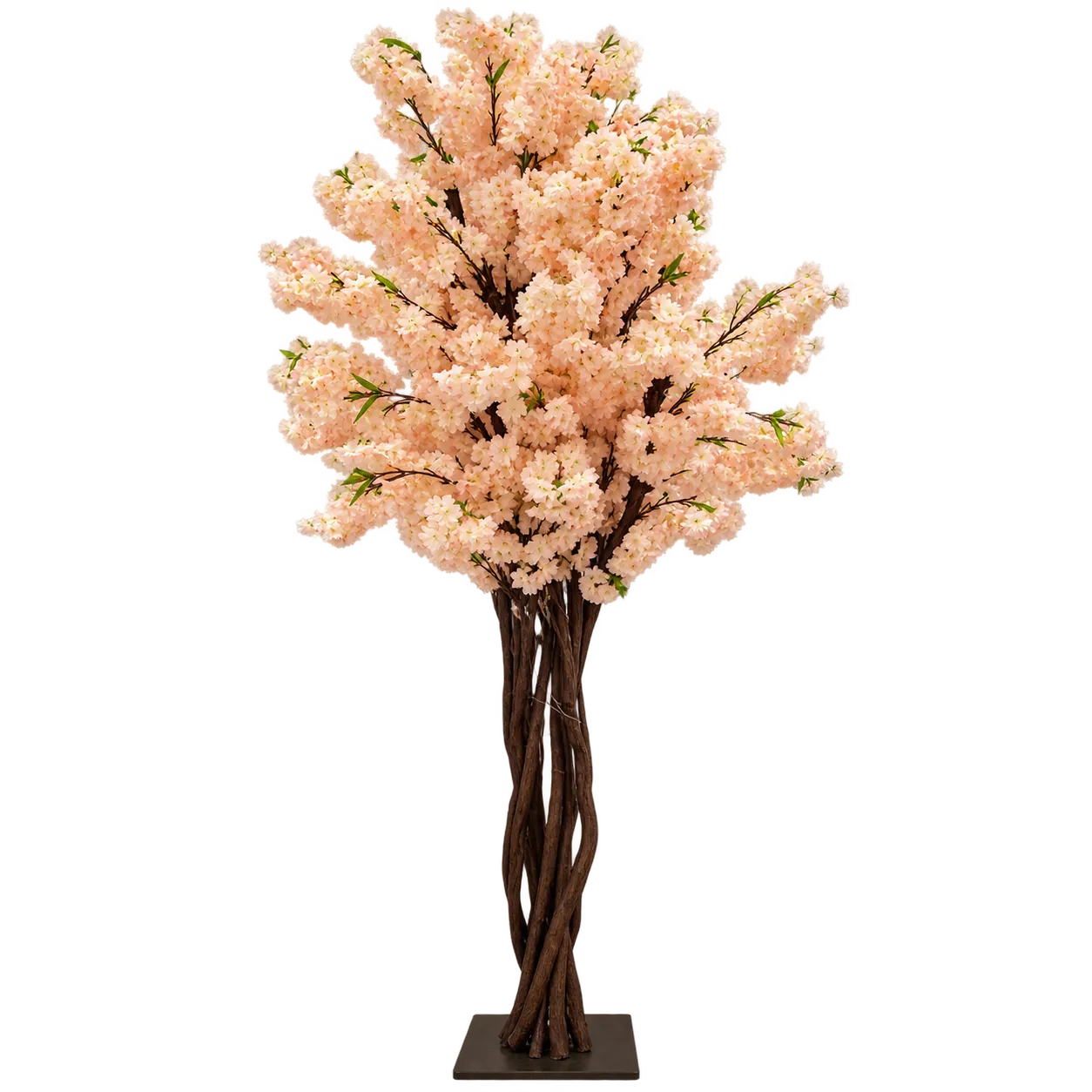 6' Blush Cherry Blossom Tree