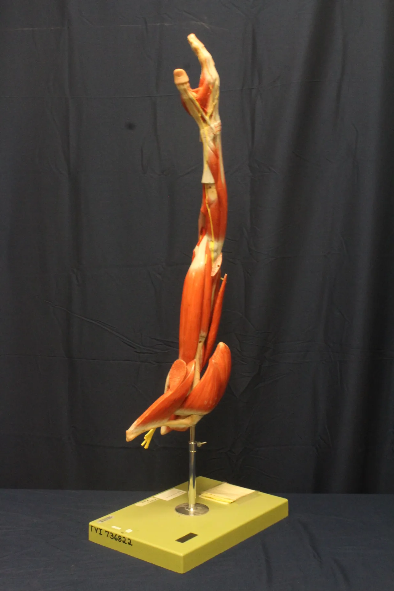 Medical Anatomical Arm On Stand