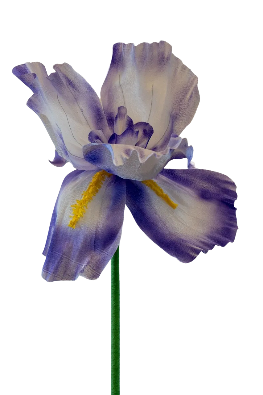 White and Purple Iris