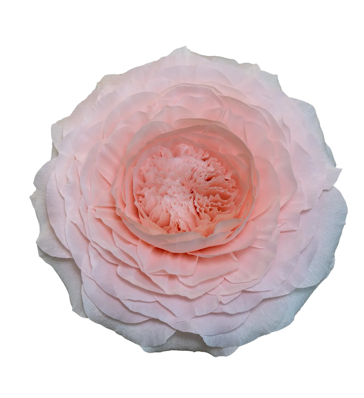 Pastel Light Pink Juliette Rose (David Austin)