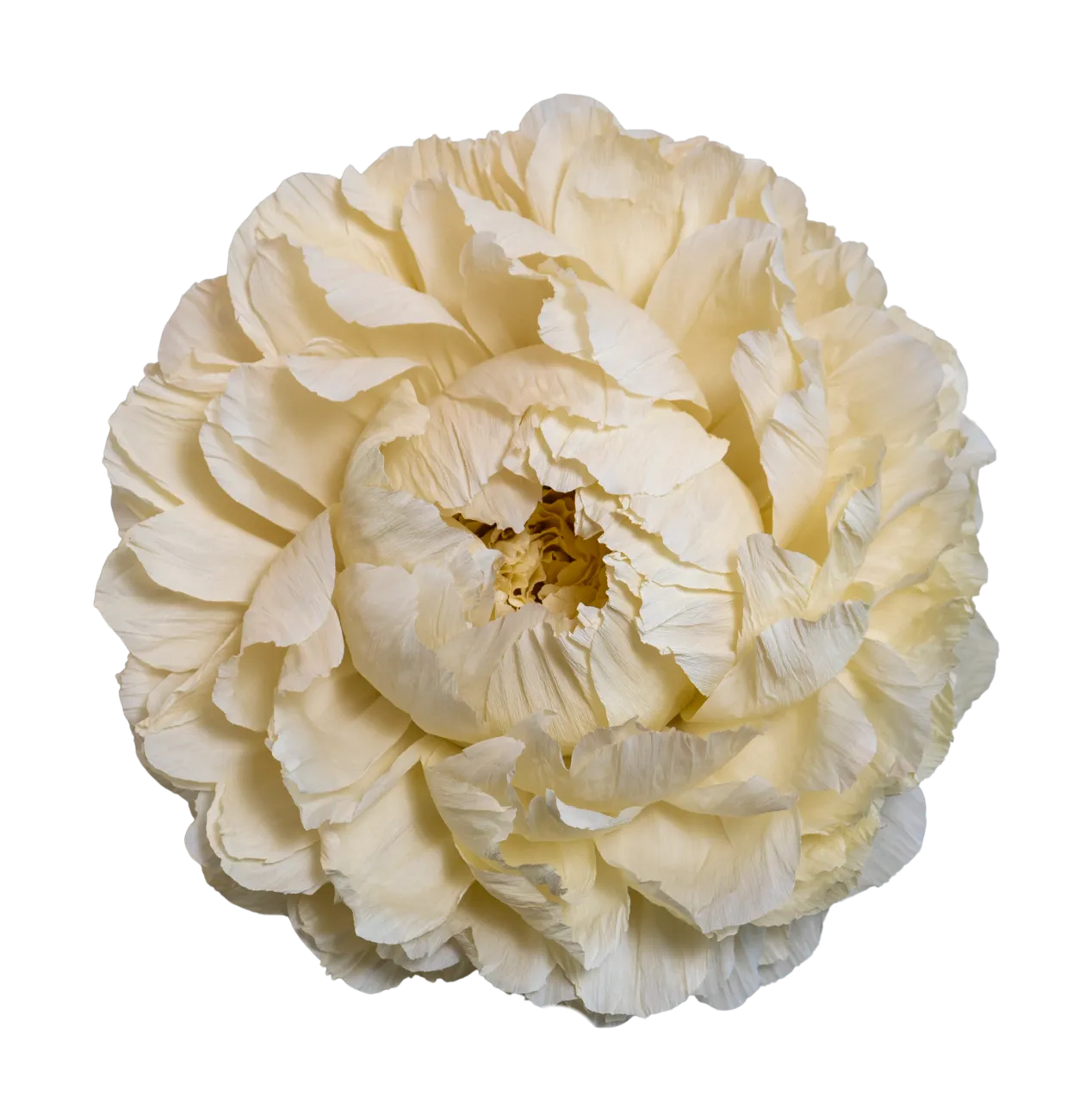Ivory/ Cream Peony