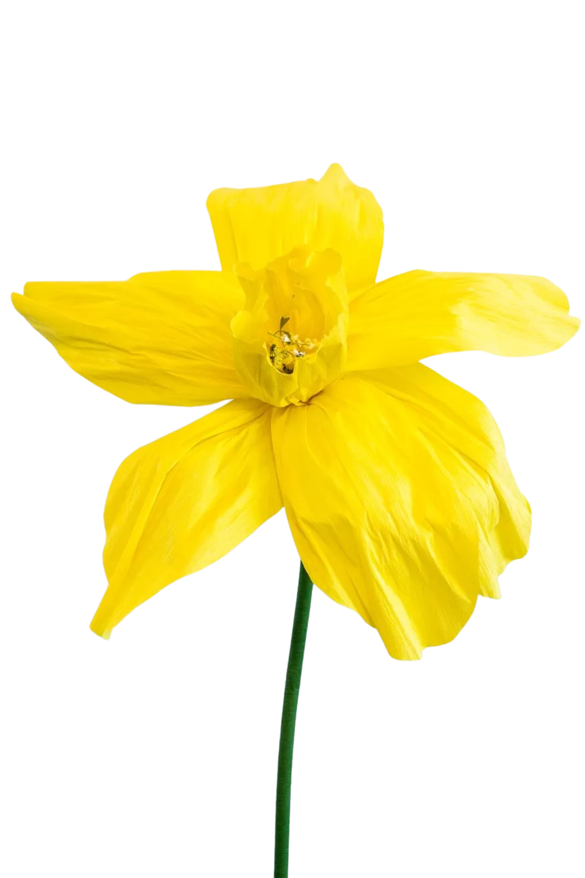 Medium Yellow Daffodil with Narrow Bell