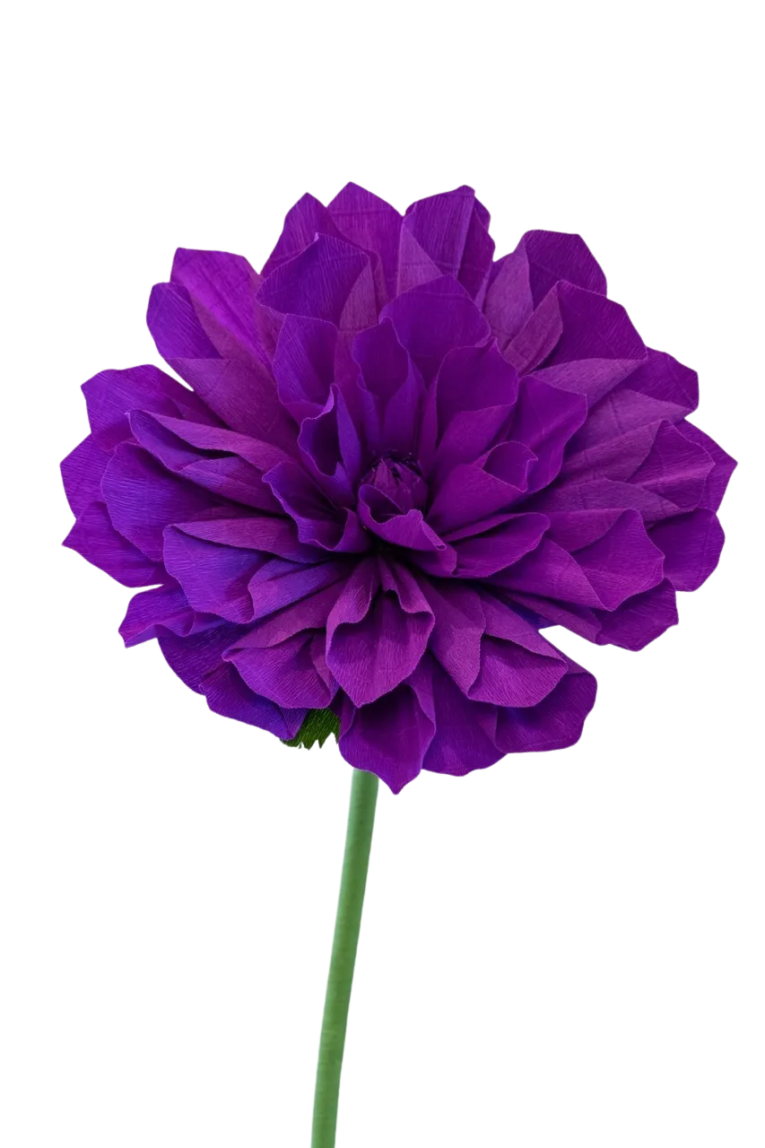 Dark Purple Dahlia