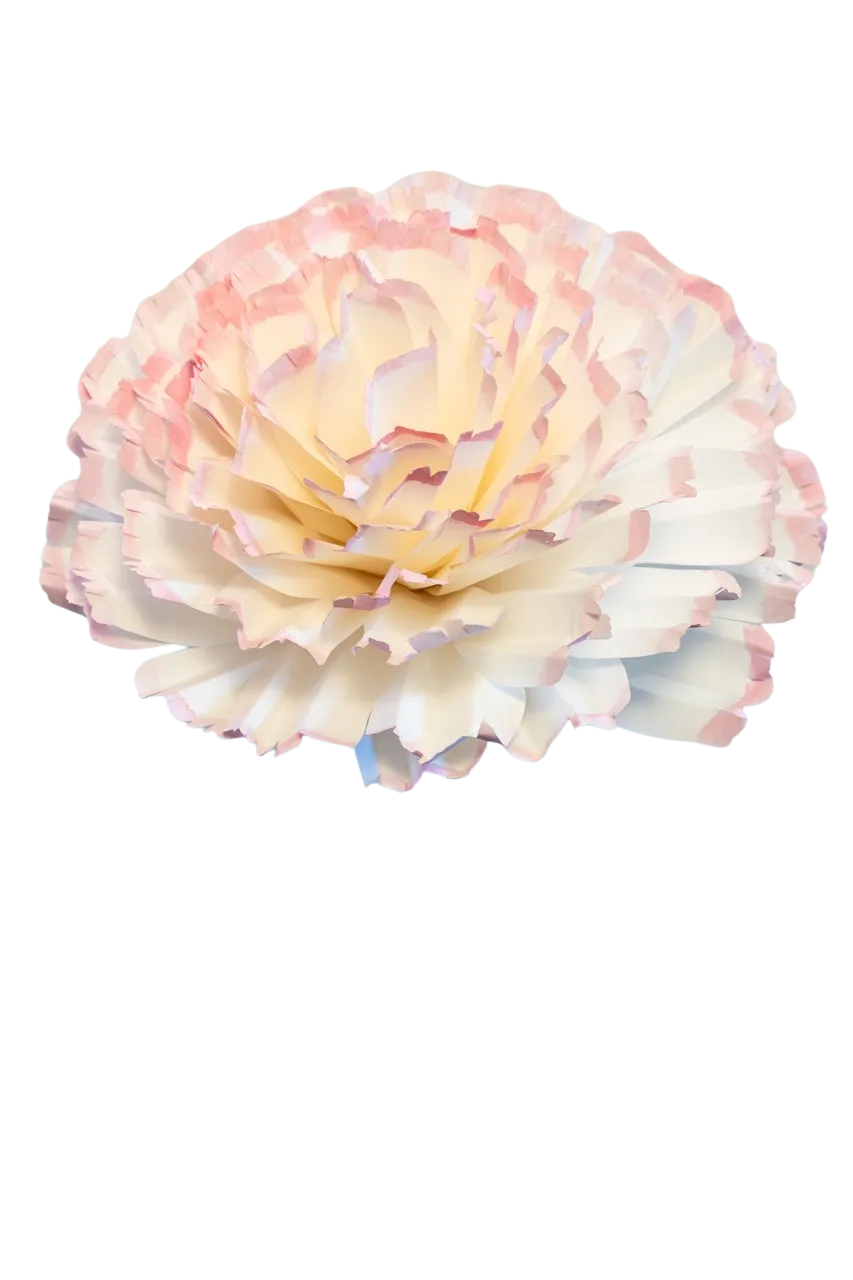 White Carnation with Pink tips 