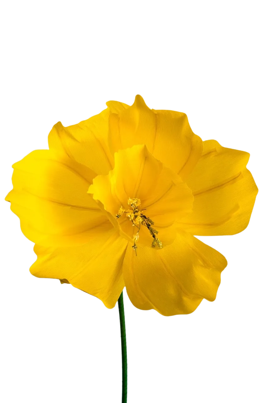Medium Yellow Wide Bell Daffodil 