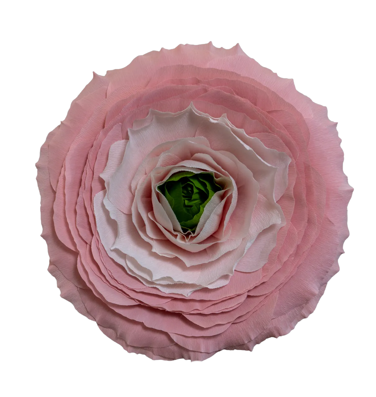 Dusty Pink with Light Pink Ranunculus 