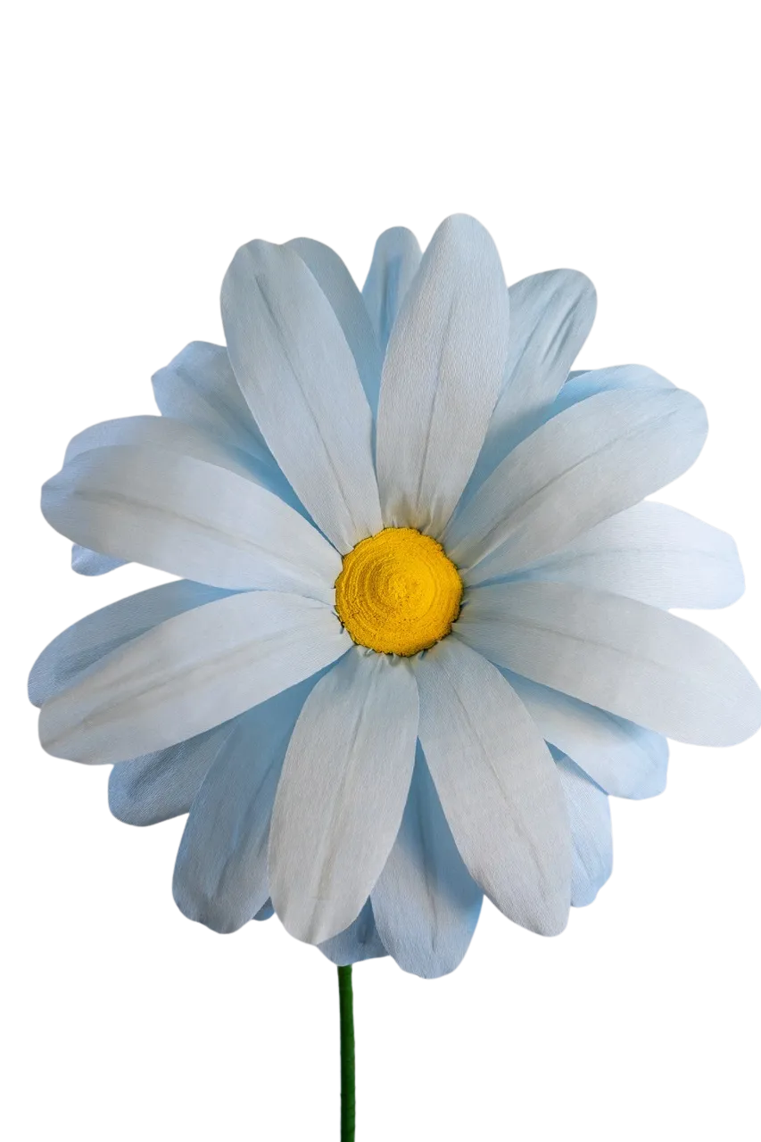 Extra Large Light Blue Daisy with Bright Yellow Center