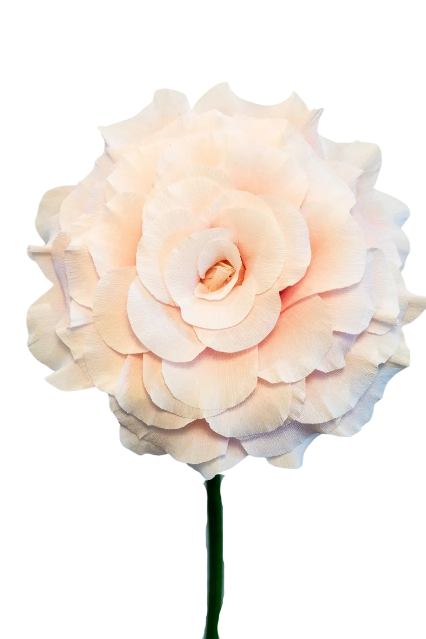 Light Pink Ombre Rose 